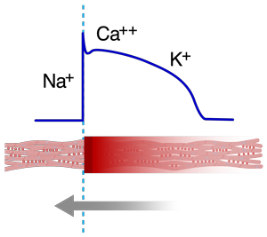 06-Action-Potential
